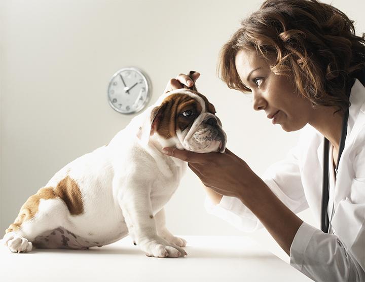 female veterinarian giving a bulldog puppy a checkup