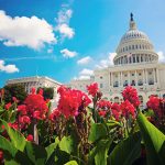 capitol building in the spring in DC